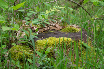 Mit Moos überwucherter Baumstumpf