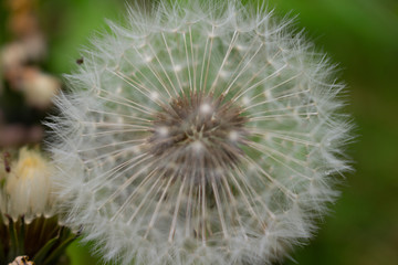 Fototapeta premium Pusteblume in Nahaufnahme