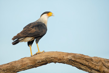 Northern Crested Caracara (Caracara cheriway) perched, Texas, USA
