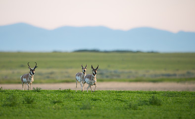 Pronghorn