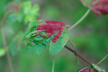 Obraz premium Rote Punkte auf Blättern