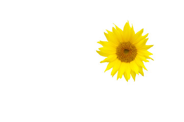 Bright yellow sunflower on white background. Isolated with copy space.