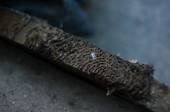 Old pine plank side view