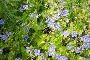 Lila Blumen im Rasen