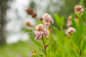 pink flowers in the forest