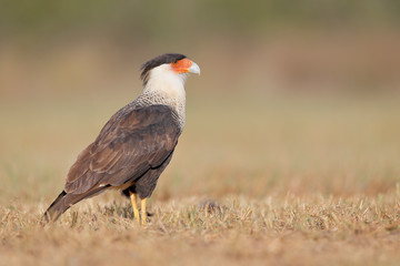Northern Crested Caracara (Caracara cheriway), Texas, USA