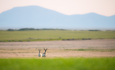 Pronghorn