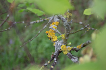 Moos auf Baumstamm in Blätter gefasst