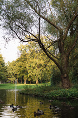 Obraz premium Lake in the park with ducks in Oslo