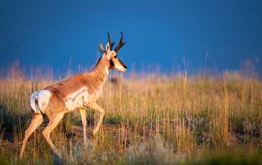 Pronghorn