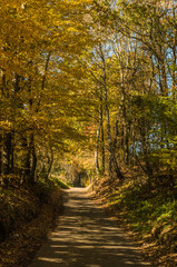 Obraz premium Path in autumn forest, Ojcowski National Park, Poland