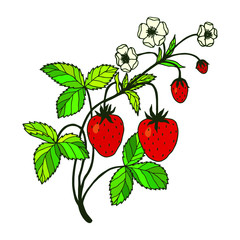 Strawberry plant with berries and flowers. Vector stock illustration eps10. Hand drawing. White background.