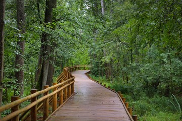 Modern wooden winding pathway (boardwalk) through green deciduous trees in public park....