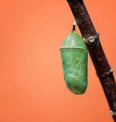 Monarch butterfly chrysalis or pupa attached to a milkweed branch. Closeup with copy space. 