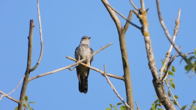Kuckuck&nbsp;(Cuculus canorus)