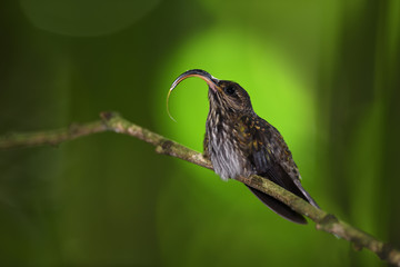 White-tipped sicklebill shows tongue on branch