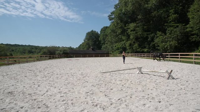 Young woman horse trainer trains Black Horse in outdoor Arena on a longe line