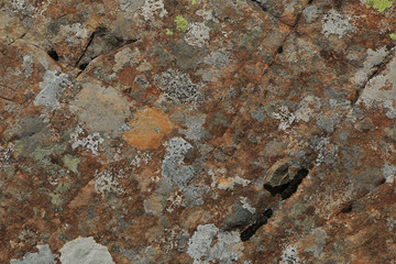 Roccia con muschi e licheni, dettagli in primo piano, sfondo naturale