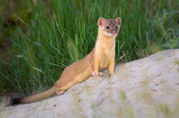 Long tailed weasel