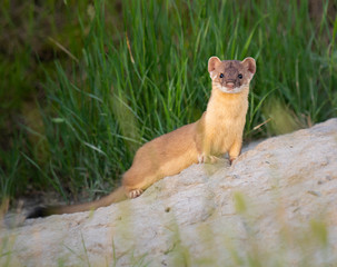 Long tailed weasel