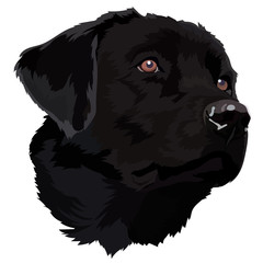 black labrador  Vector Illustration