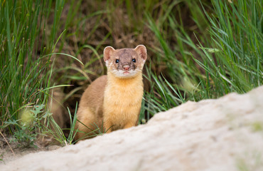 Long tailed weasel
