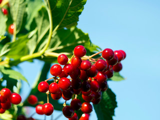 Red viburnum branch in the garden on blue sky background. Viburnum (viburnum opulus) berries and leaves outdoor in summer. Bunch of red viburnum berries on a branch.