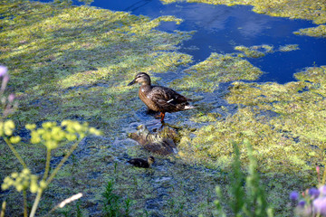 A gray duck in a muddy pond.