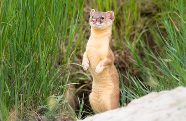 Long tailed weasel