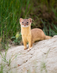 Long tailed weasel