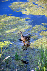 A gray duck stands on a snag in a muddy pond.