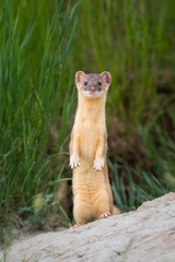 Long tailed weasel - 374190751