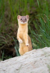 Long tailed weasel