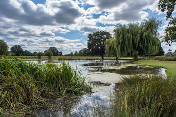 Large pond Bushy Park