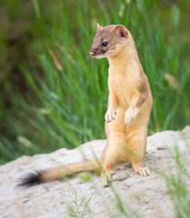 Long tailed weasel