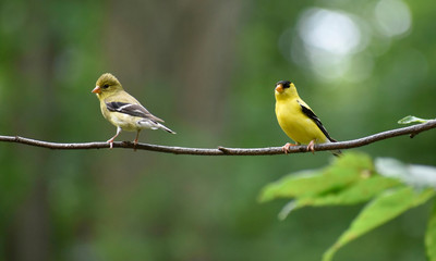 Adult male and juvenile American Goldfinches resting on a branch