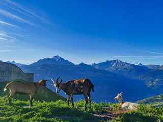 Goats in the french Alps, which makes good goat cheese in the valley of Bourg Saint Maurice, Savoy, France.