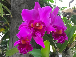 Three purple Cattleya orchids