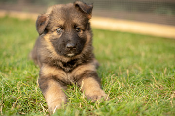 verspielter Schäferhund Welpe 