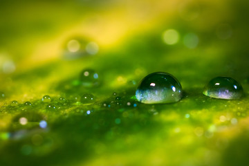 Water drop on a green leaf of plant - macro shot