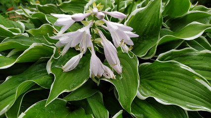 Flower hosts close-up. Ornamental shrubs in bloom.