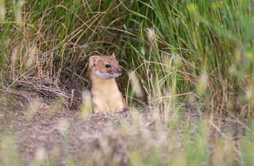 Long tailed weasel