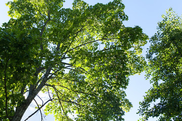 Blue sky and green treetops