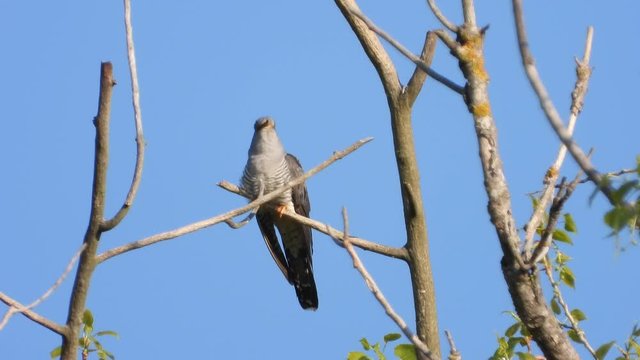 Kuckuck&nbsp;(Cuculus canorus)