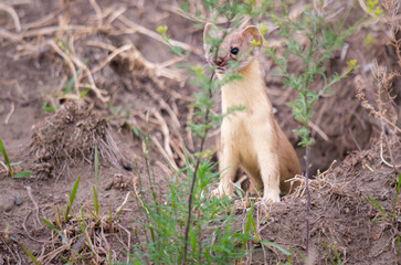 Long tailed weasel