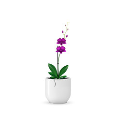 Purple orchid vector illustration. Orchid plant on a white ceramic plant pot. Purple Dendrobium. Orchid flowers, buds, leaves, stem and roots. 3D looking scalable vector design on a white background.