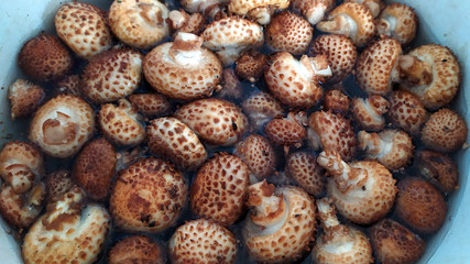 Mushrooms lie in water in a bowl. Washing of collected mushrooms.