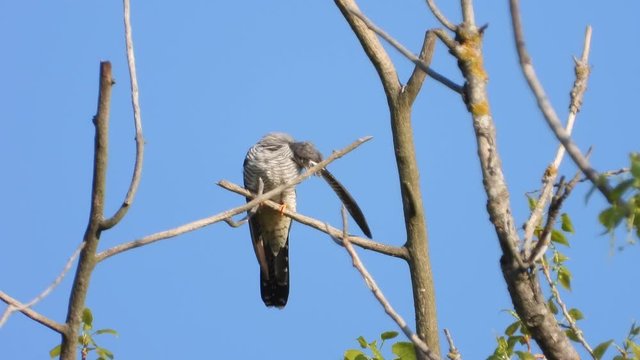 Kuckuck&nbsp;(Cuculus canorus)