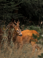beautiful roe deer with beautiful antlers on forest clearing