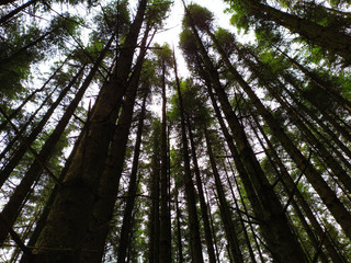 views of wild trees in the woods